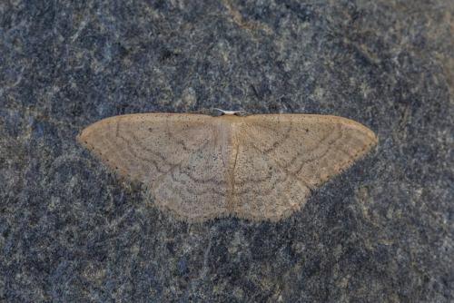 Réf. 211 487 : Idaea sardoniata